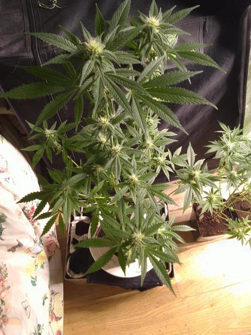 SUNSET SHERBET GO FAST. Week 8