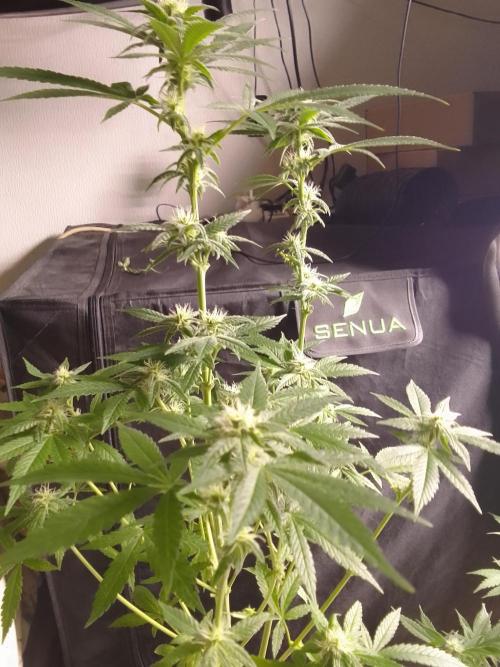 SUNSET SHERBET GO FAST. Week 8