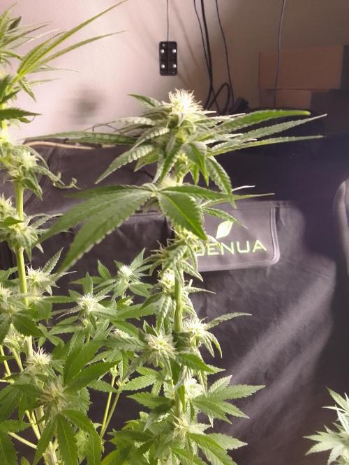 SUNSET SHERBET GO FAST. Week 8