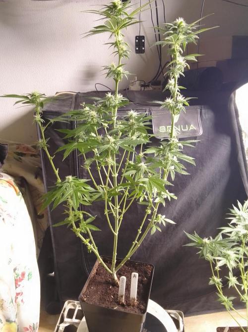 SUNSET SHERBET GO FAST. Week 8
