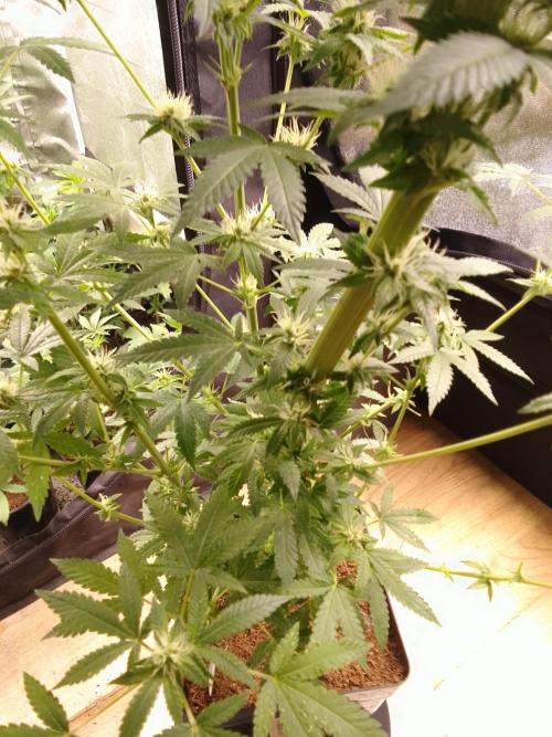 AMNESIA HAZE GO FAST kannabia seed's. Week 12