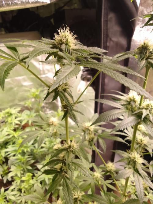 AMNESIA HAZE GO FAST kannabia seed's. Week 12