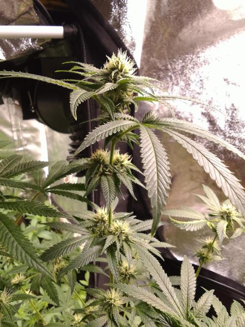 AMNESIA HAZE GO FAST kannabia seed's. Week 12