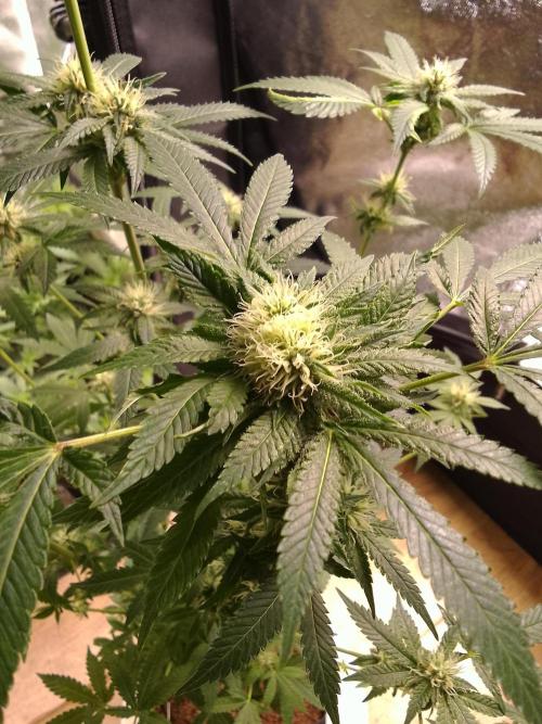 AMNESIA HAZE GO FAST kannabia seed's. Week 12