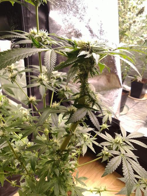 AMNESIA HAZE GO FAST kannabia seed's. Week 12