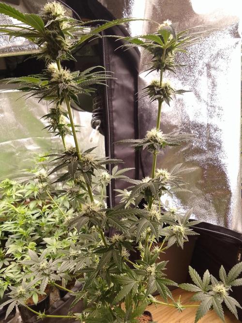 AMNESIA HAZE GO FAST kannabia seed's. Week 12
