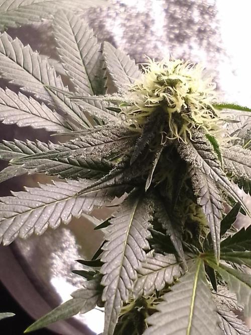 AMNESIA HAZE GO FAST kannabia seed's. Week 12