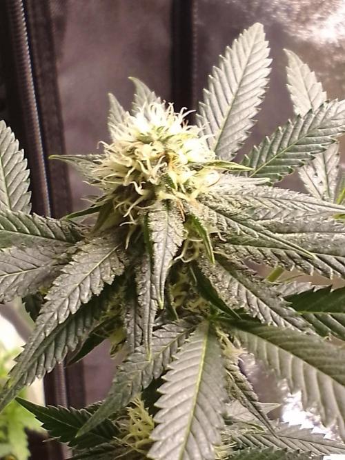 AMNESIA HAZE GO FAST kannabia seed's. Week 12