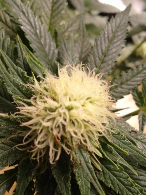 AMNESIA HAZE GO FAST kannabia seed's. Week 12