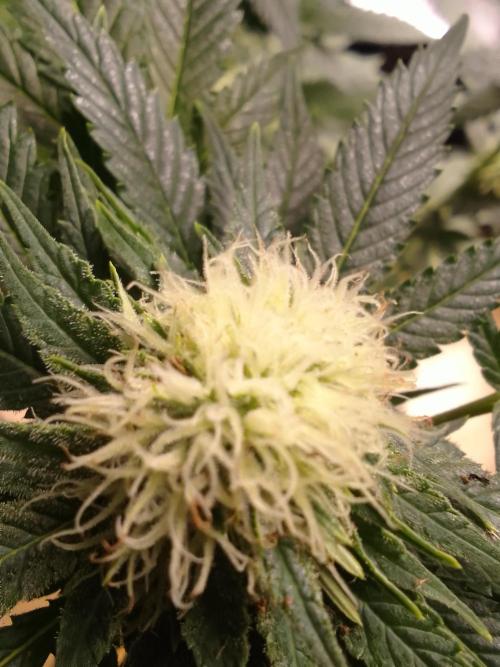 AMNESIA HAZE GO FAST kannabia seed's. Week 12