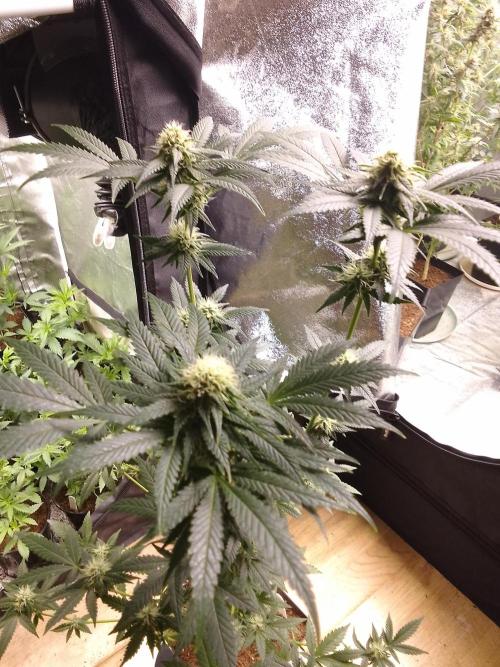 AMNESIA HAZE GO FAST kannabia seed's. Week 12