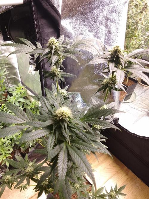 AMNESIA HAZE GO FAST kannabia seed's. Week 12
