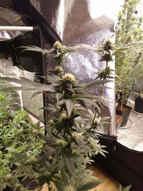 AMNESIA HAZE GO FAST kannabia seed's. Week 12