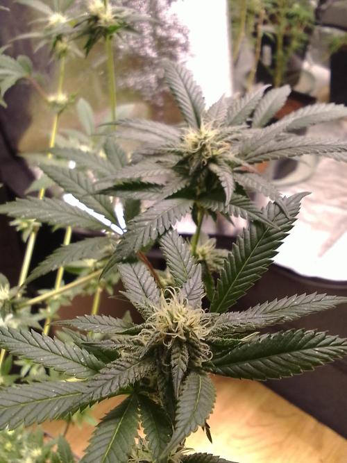 AMNESIA HAZE GO FAST kannabia seed's. Week 12