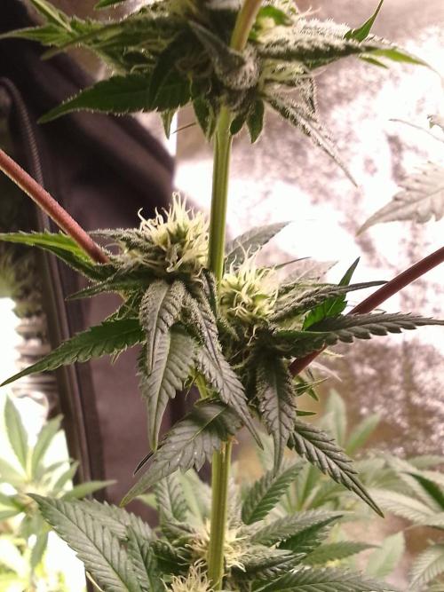 AMNESIA HAZE GO FAST kannabia seed's. Week 12