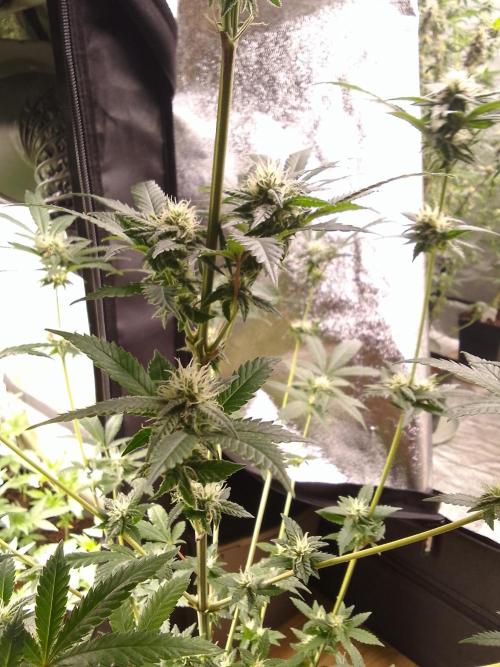 AMNESIA HAZE GO FAST kannabia seed's. Week 12