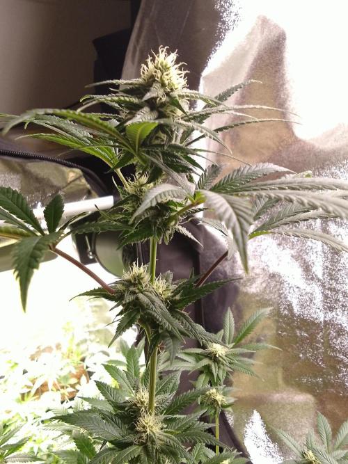 AMNESIA HAZE GO FAST kannabia seed's. Week 12