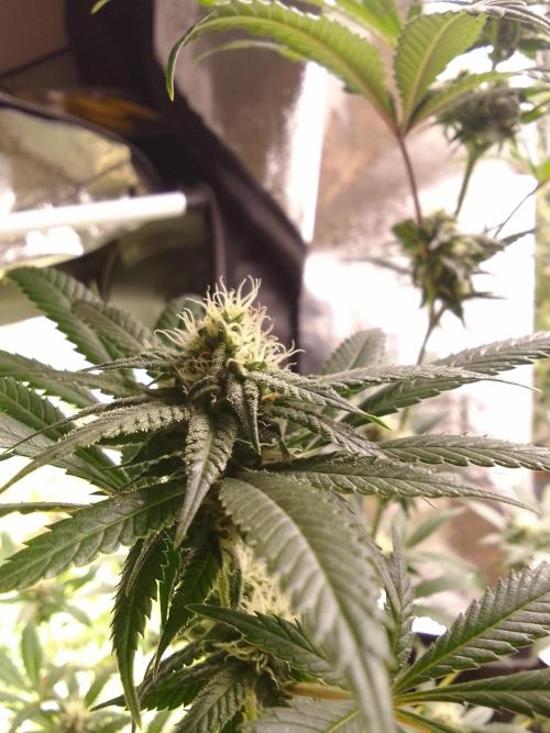 AMNESIA HAZE GO FAST kannabia seed's. Week 12