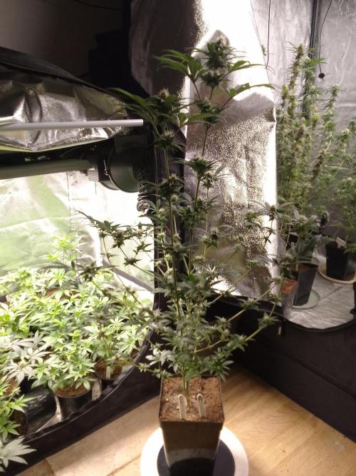 AMNESIA HAZE GO FAST kannabia seed's. Week 12