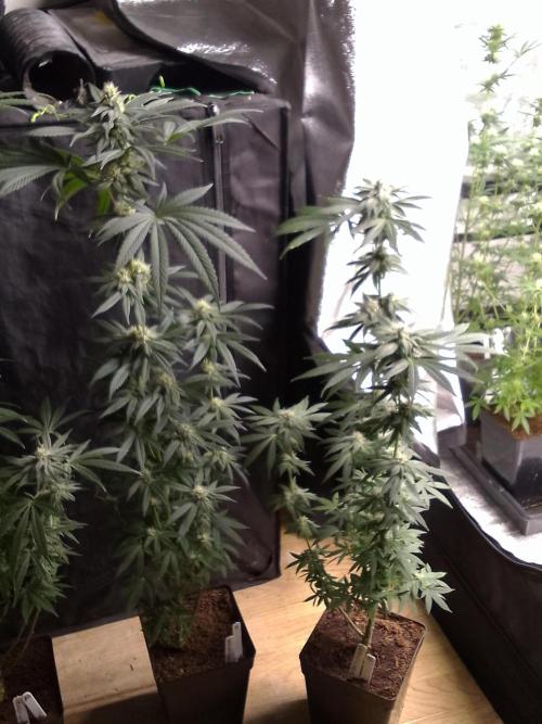 CANDY CREAM GO FAST. Week 8