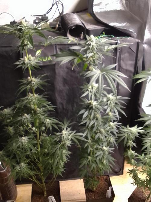 CANDY CREAM GO FAST. Week 8