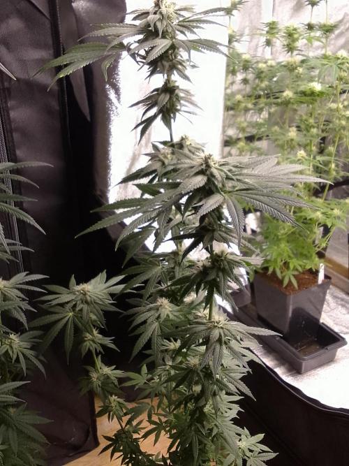 CANDY CREAM GO FAST. Week 8