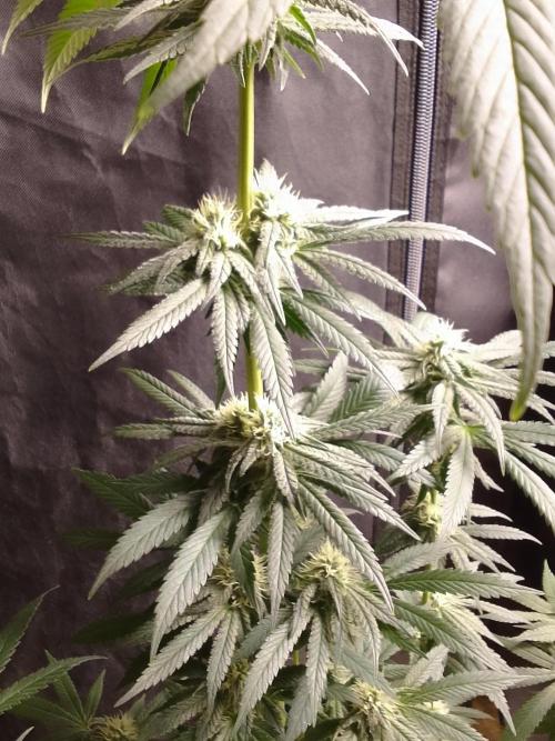 CANDY CREAM GO FAST. Week 8