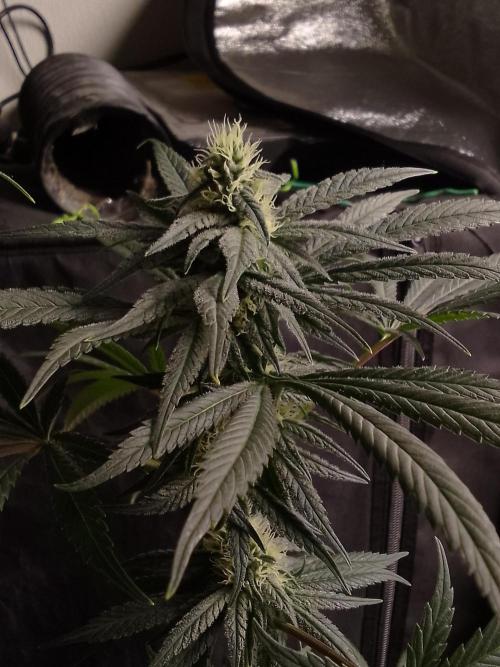 CANDY CREAM GO FAST. Week 8