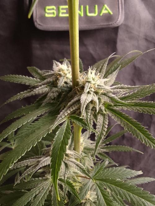 CANDY CREAM GO FAST. Week 8