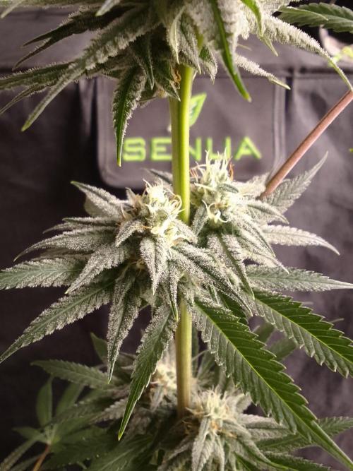 CANDY CREAM GO FAST. Week 8