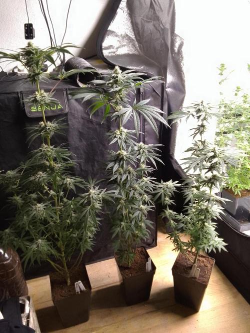 CANDY CREAM GO FAST. Week 8