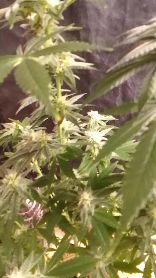 SUNSET SHERBET GO FAST
