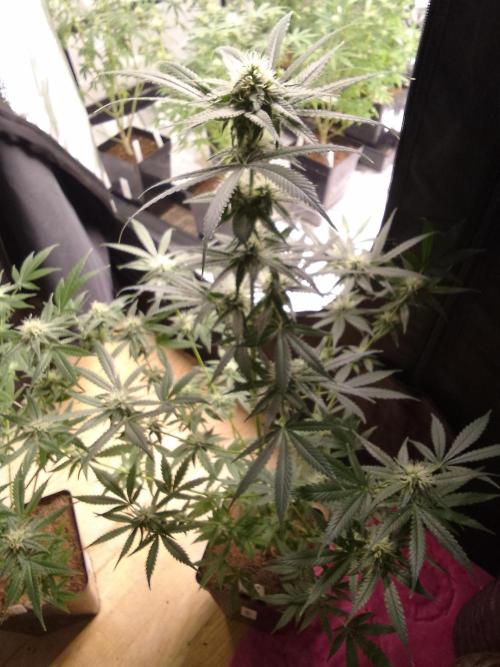SUNSET SHERBET GO FAST. Week 9