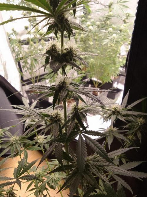 SUNSET SHERBET GO FAST. Week 9