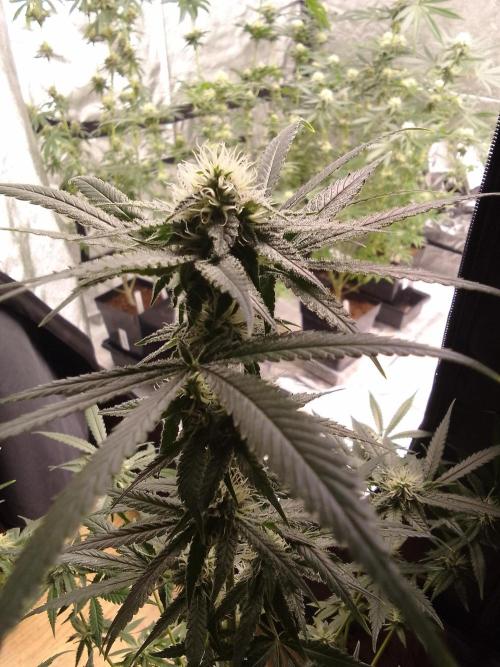 SUNSET SHERBET GO FAST. Week 9
