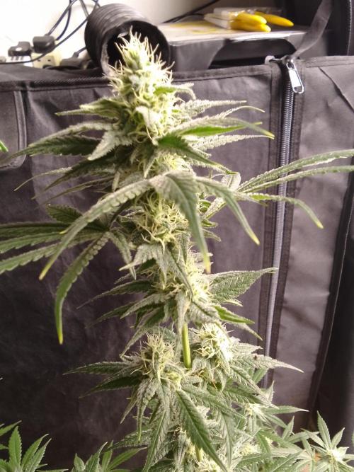 SUNSET SHERBET GO FAST. Week 9