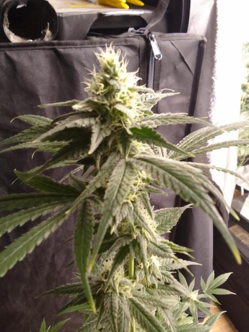 SUNSET SHERBET GO FAST. Week 9