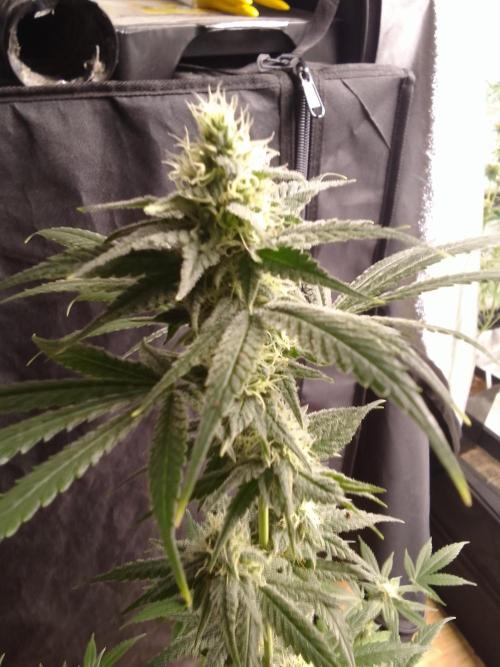 SUNSET SHERBET GO FAST. Week 9