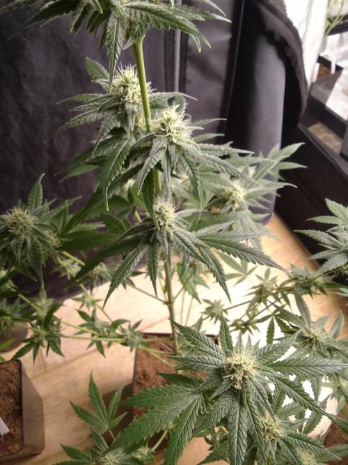 SUNSET SHERBET GO FAST. Week 9