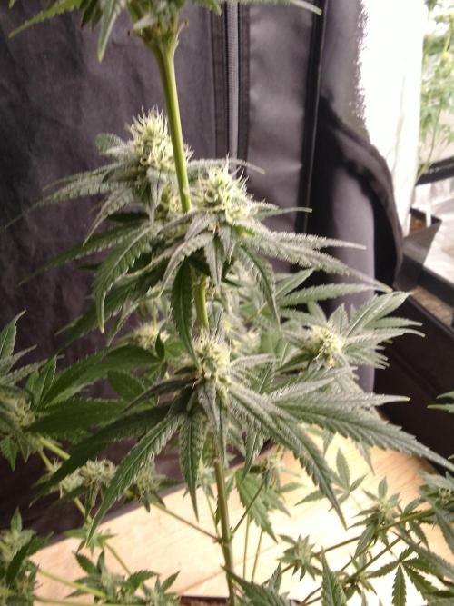 SUNSET SHERBET GO FAST. Week 9