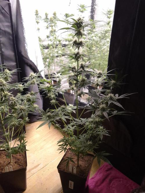 SUNSET SHERBET GO FAST. Week 9