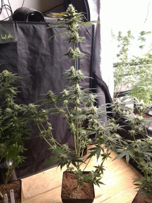 SUNSET SHERBET GO FAST. Week 9
