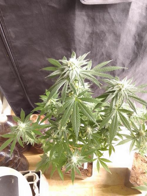 SUNSET SHERBET GO FAST. Week 9