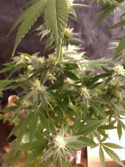 SUNSET SHERBET GO FAST. Week 9