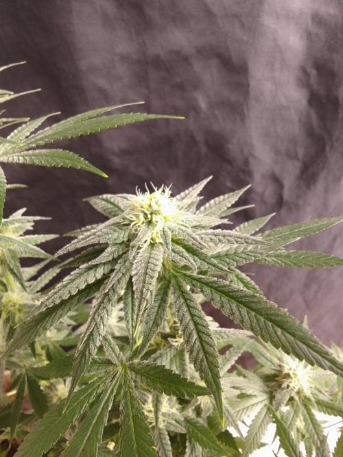 SUNSET SHERBET GO FAST. Week 9