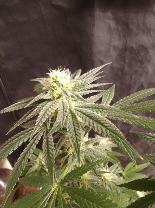 SUNSET SHERBET GO FAST. Week 9