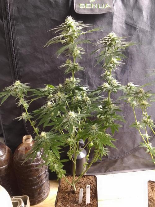 SUNSET SHERBET GO FAST. Week 9