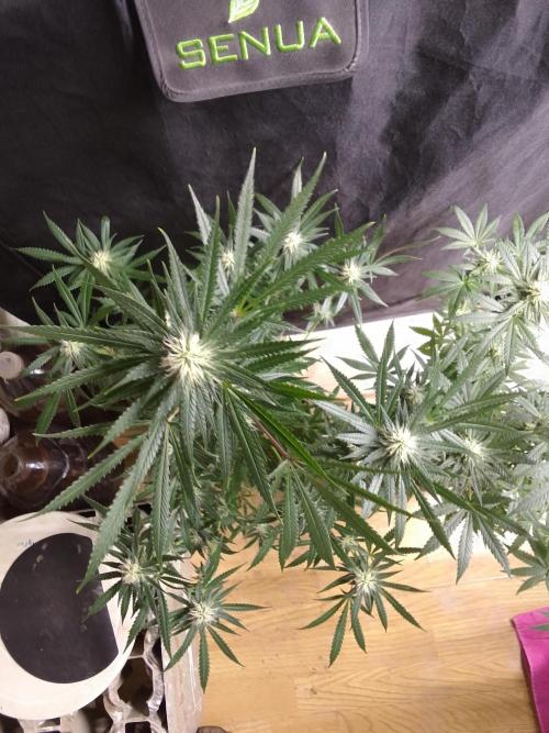 PURE SKUNK . Week 8
