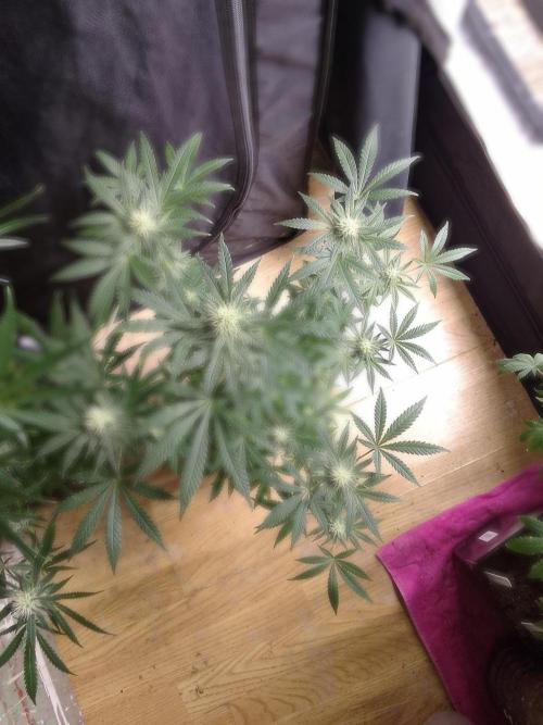 PURE SKUNK . Week 8