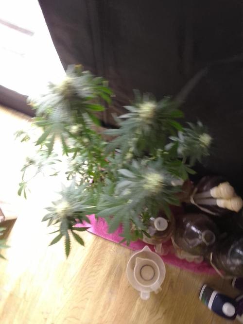 PURE SKUNK . Week 8